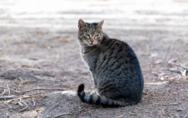 Sardegna: il più antico gatto ‘moderno’ d’Europa arriva dalla nostra isola e rivoluziona la ricerca