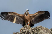 LIFE Safe for Vultures: crescita record del Grifone in Sardegna. La popolazione si espande e migliorano gli indicatori riproduttivi