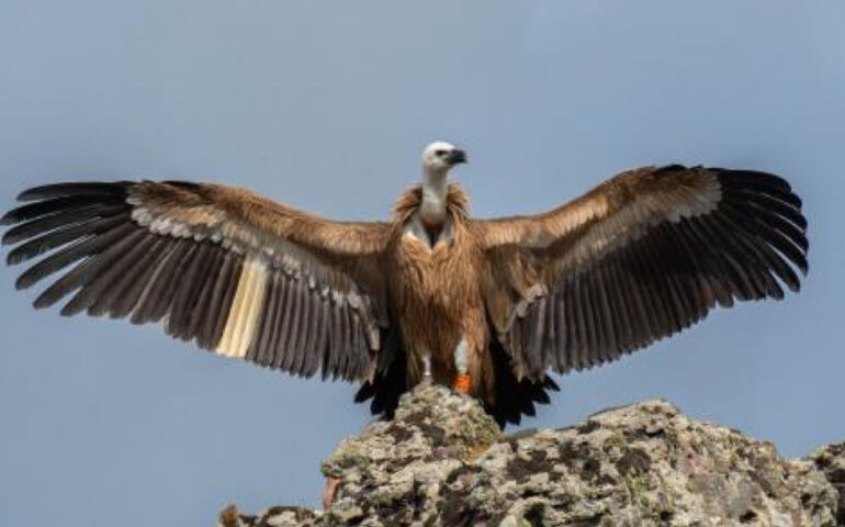 Un grifone in Sardegna