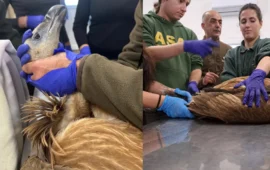 Dalla Spagna alla Sardegna per ripopolare i cieli sardi: sono pronti i 15 grifoni arrivati nell’Isola