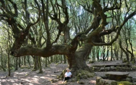 Il Patriarca di Seneghe è salvo: messo in sicurezza il leccio millenario patrimonio di tutti i sardi