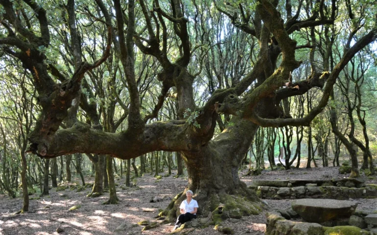 leccio di birdambulis