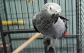 Cagliari. Animali sofferenti e in mezzo alla sporcizia: negozio sotto sequestro, denunciata la titolare