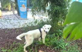 All’aeroporto di Cagliari apre la prima Pet Area: zone relax per cani, asilo, toelettatura e punto adozioni