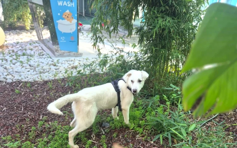 pet area aeroporto cagliari