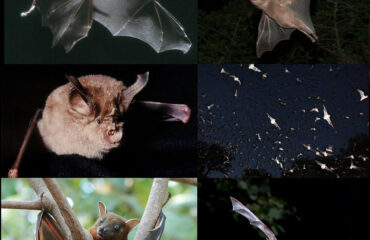 Pipistrelli (Wikipedia)
