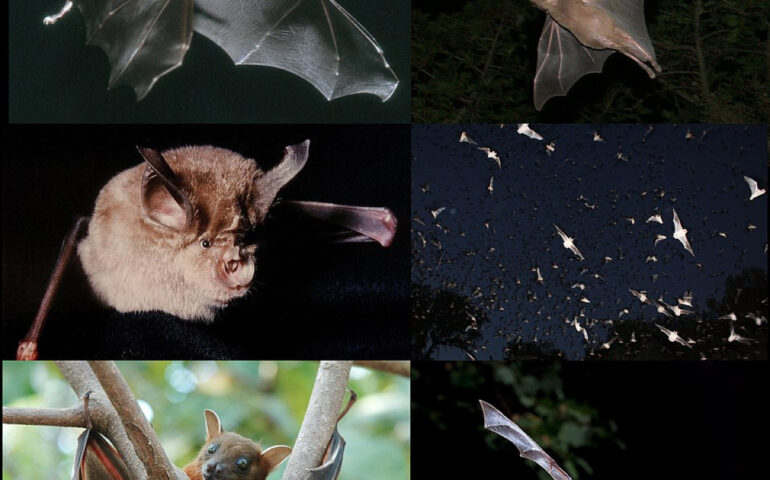 Pipistrelli (Wikipedia)