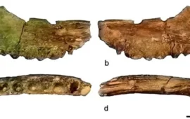 Il “pitone” sardo smascherato dopo un secolo: ecco in realtà cos’era quel fossile