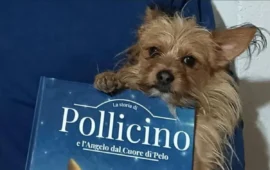 pollicino