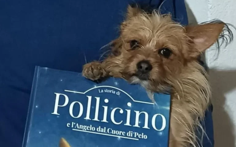 pollicino