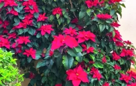 In Sardegna una Stella di Natale è diventata un meraviglioso albero da record