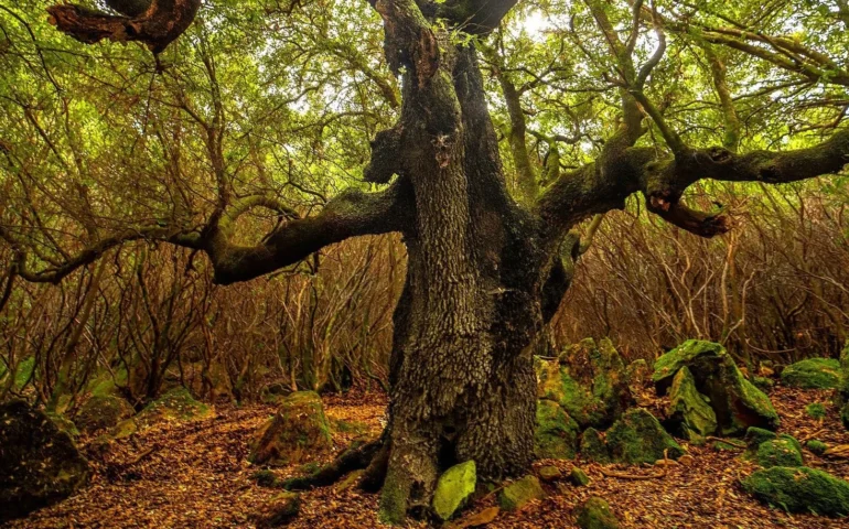 albero di morgongiori