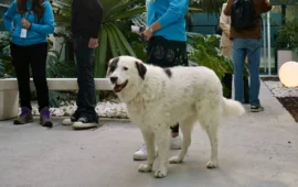 Aeroporto di Cagliari, inaugurata la prima Pet Area: è tra le migliori d’Italia per servizi e progetto sociale