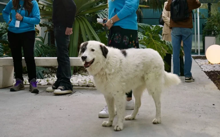 area pet aeroporto cagliari