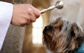 Cagliari, la festa di Sant’Antonio: in via Manno torna l’antico rito della benedizione degli animali