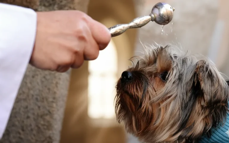 benedizione animali