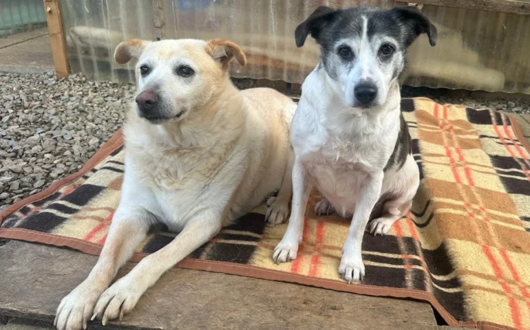 cagnette in cerca di casa