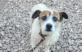 cagnetto abbandonato