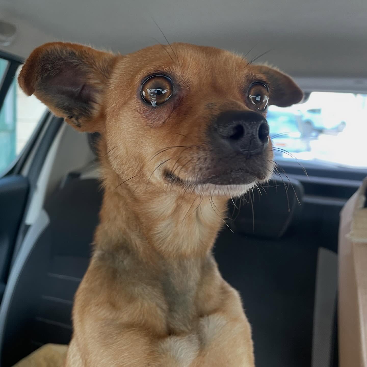 cagnolina in adozione