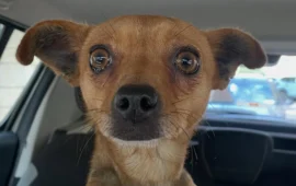 cagnolina in adozione