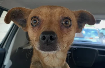 cagnolina in adozione