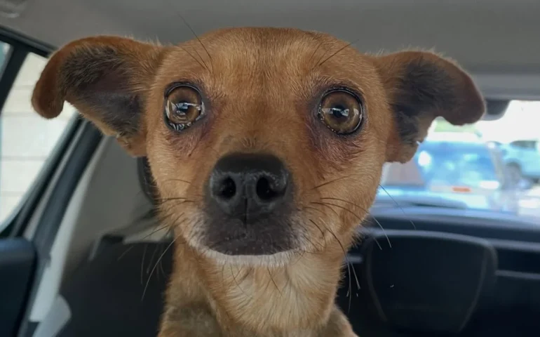 cagnolina in adozione