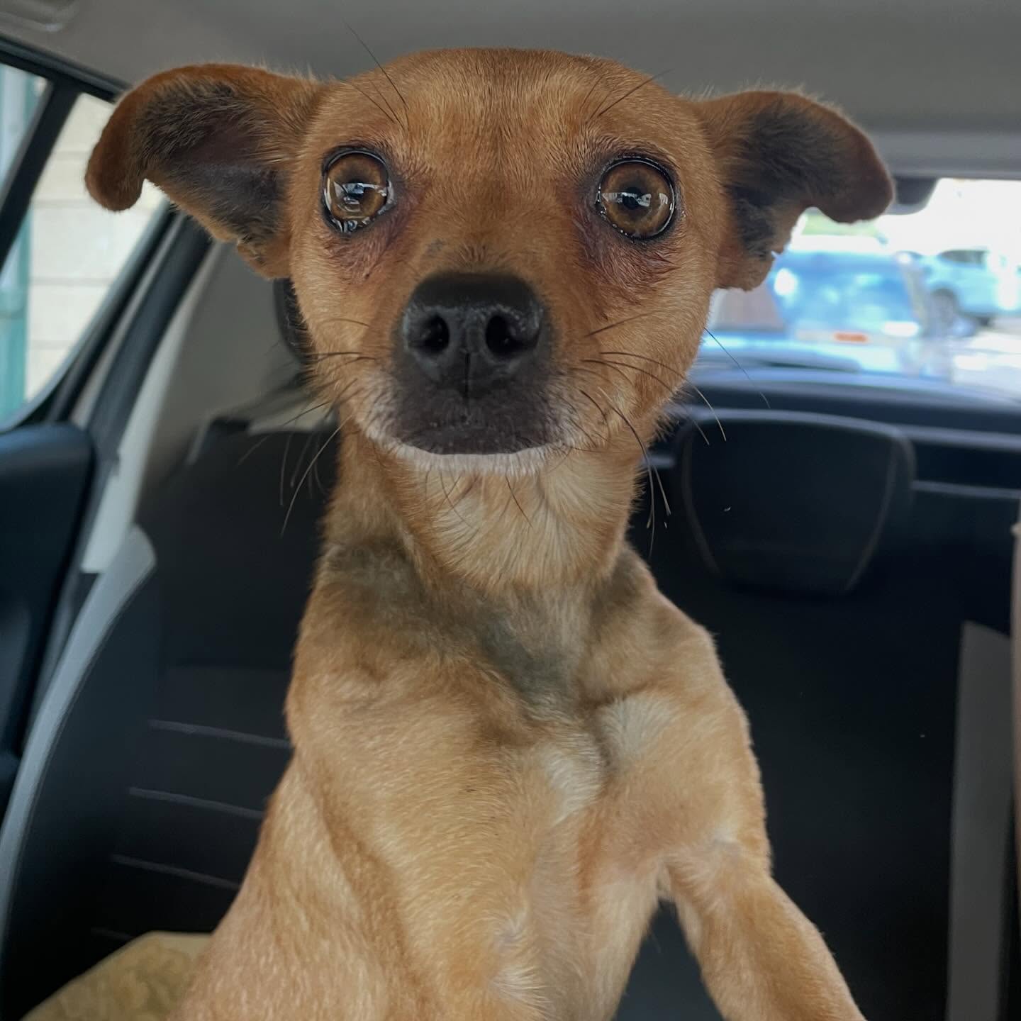 cagnolina in adozione