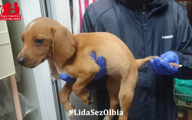 cane con anellino nella coda