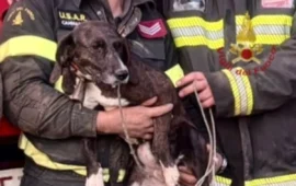 Quartu, soccorso un cane intrappolato in un’area impervia della località Callitas