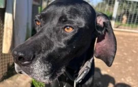 Sestu, recuperata cagnolina simil Pointer: si è persa o è stata abbandonata?