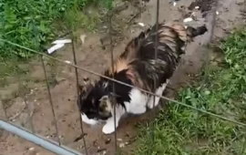 Monserrato, scoppia il caso della colonia felina: ripari distrutti a poche ore dall’allerta rossa