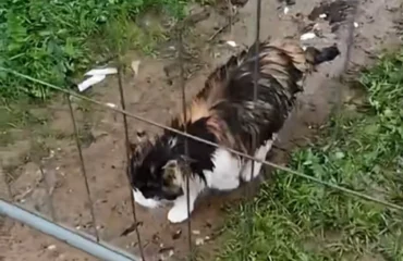 colonia felina monserrato 2