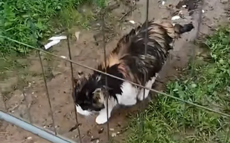 colonia felina monserrato 2