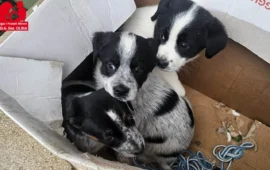 cuccioli abbandonati