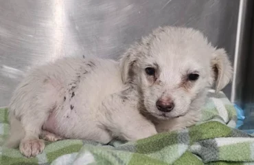 cuccioli abbandonati