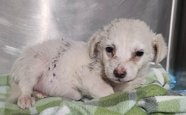 cuccioli abbandonati