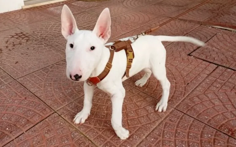 cucciolo ferito abbandonato