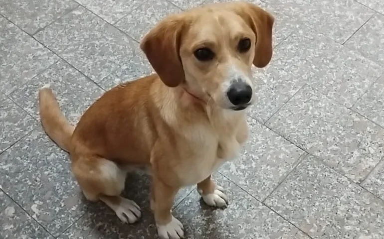 cucciolo in adozione