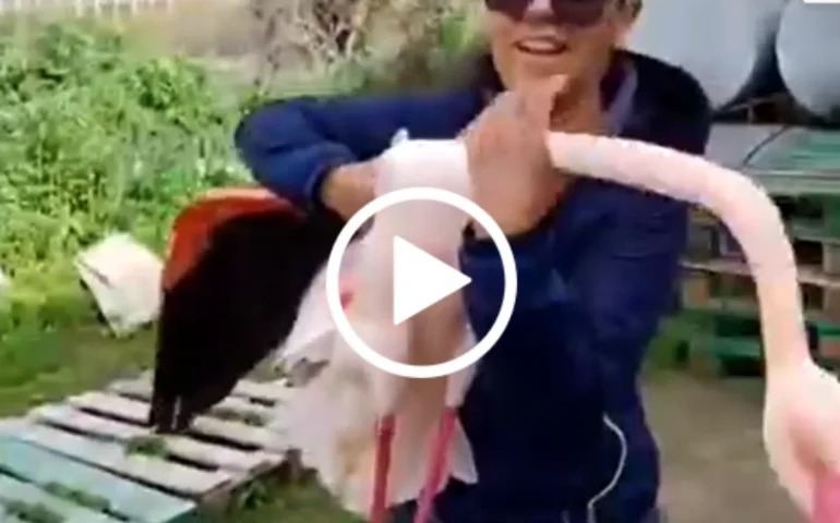 fenicottero salvato a giba