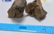 Prezioso fossile nascosto nel bagaglio a mano: sequestro all’aeroporto di Alghero