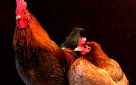 Un gallo e una gallina