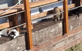 gatti delle colonie al poetto