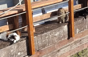 gatti delle colonie al poetto
