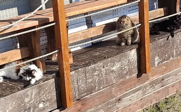 gatti delle colonie al poetto
