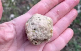 Allarme veleno a Cagliari: scatta l’emergenza “polpette killer”, esche mortali anche vicino agli asili