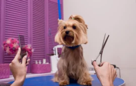 Sardegna, la nuova frontiera è la Pet Economy: la passione per gli animali sta creando nuovo lavoro