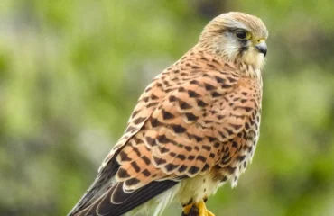 Gheppio, PH Luca Cocco