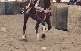 Oristano, momento di commozione alla Sartiglia: un cavallo muore di infarto