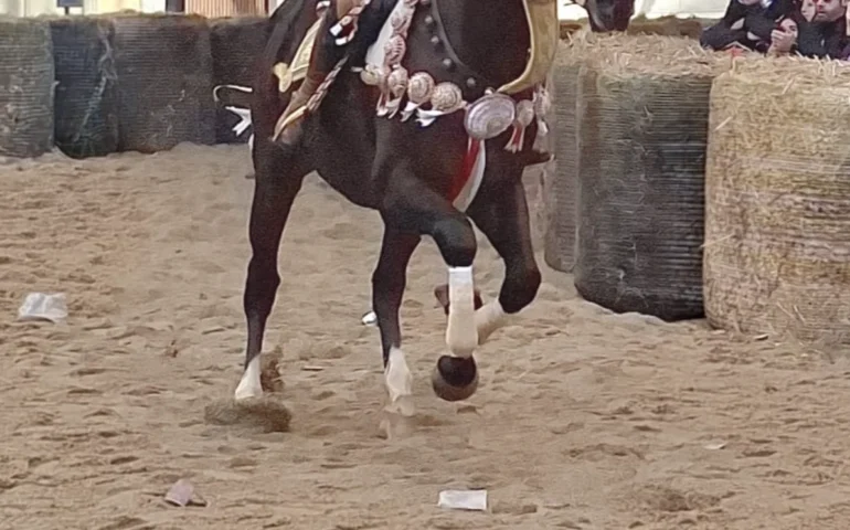 Oristano, momento di commozione alla Sartiglia: un cavallo muore di infarto