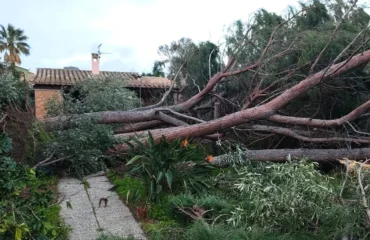 alberi caduti a villasimius